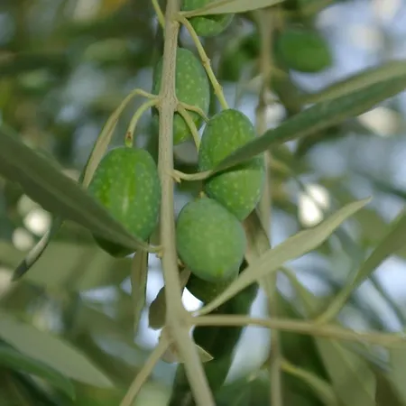 Lazy Cat House Tatil Evi