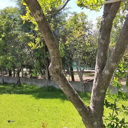 Lazy Cat House