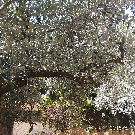 Lazy Cat House * Nea Iraklitsa